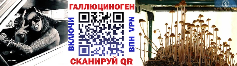 Галлюциногенные грибы Psilocybe  Красноперекопск 